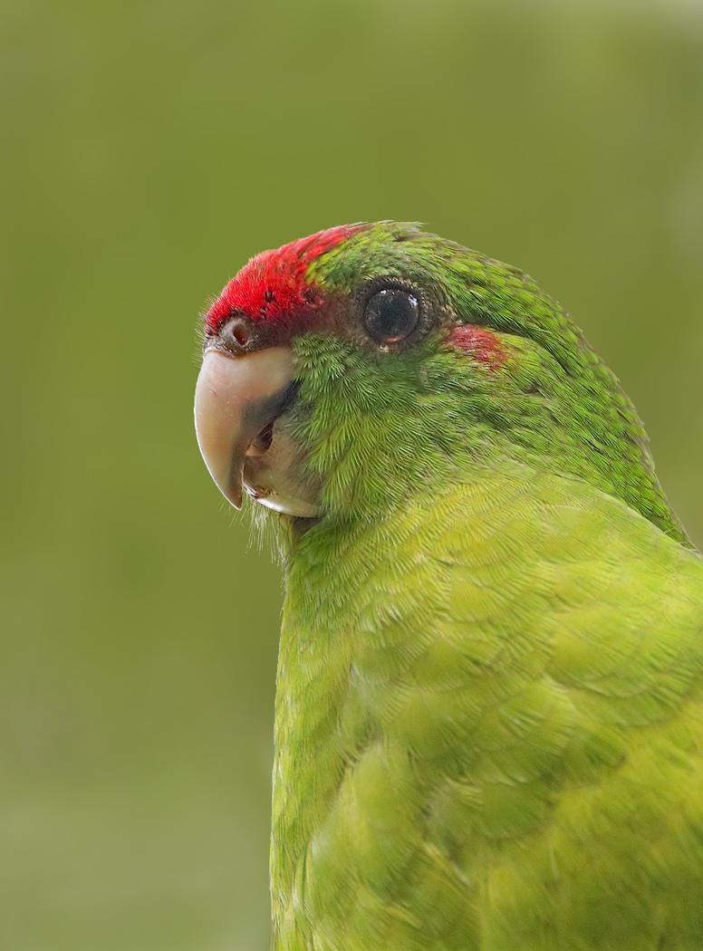 Red-fronted Parakeet (Image ID 35109)