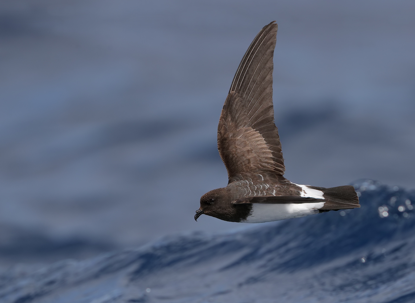 White-bellied Storm-Petrel (Image ID 35163)