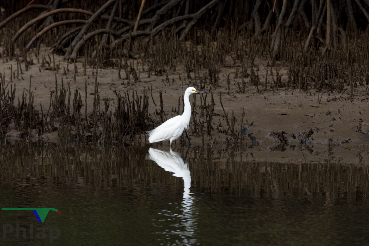 Little Egret (Image ID 35328)
