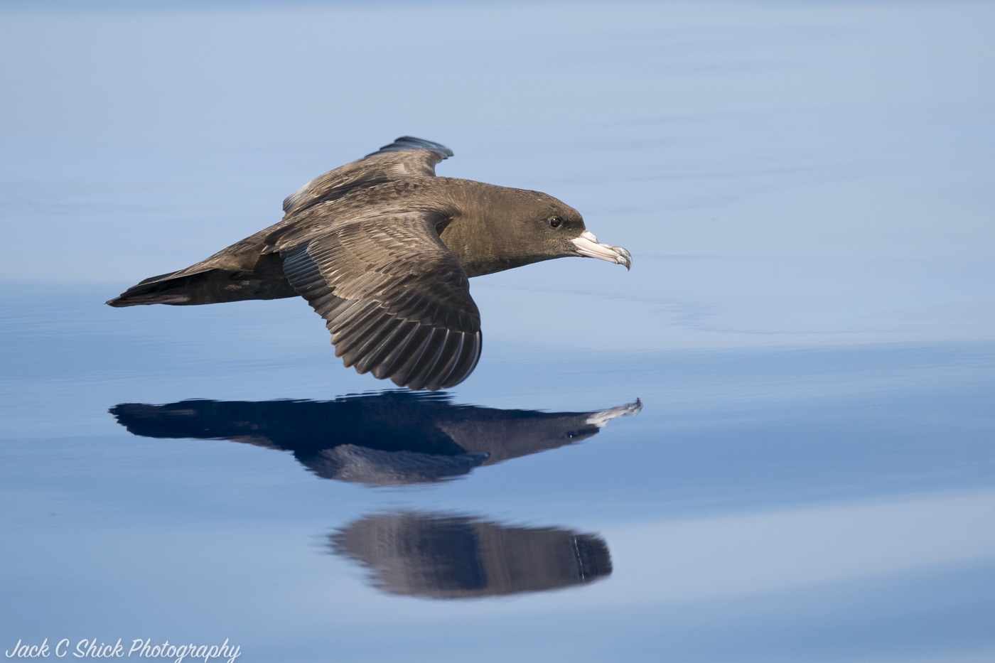 Flesh-footed Shearwater (Image ID 35265)