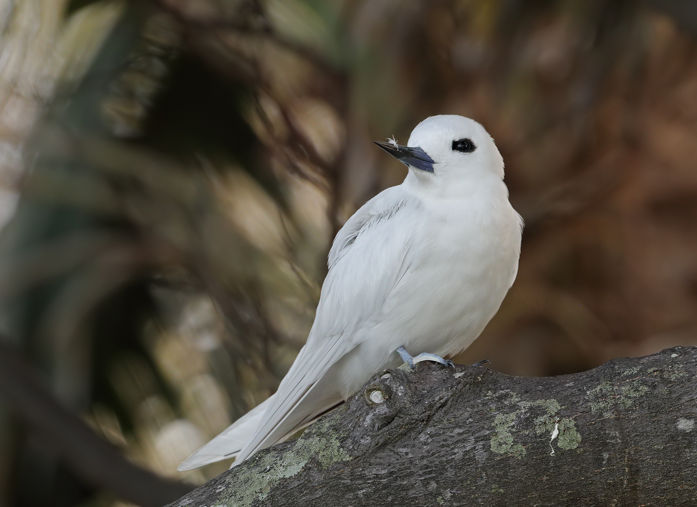 White Tern (Image ID 35131)