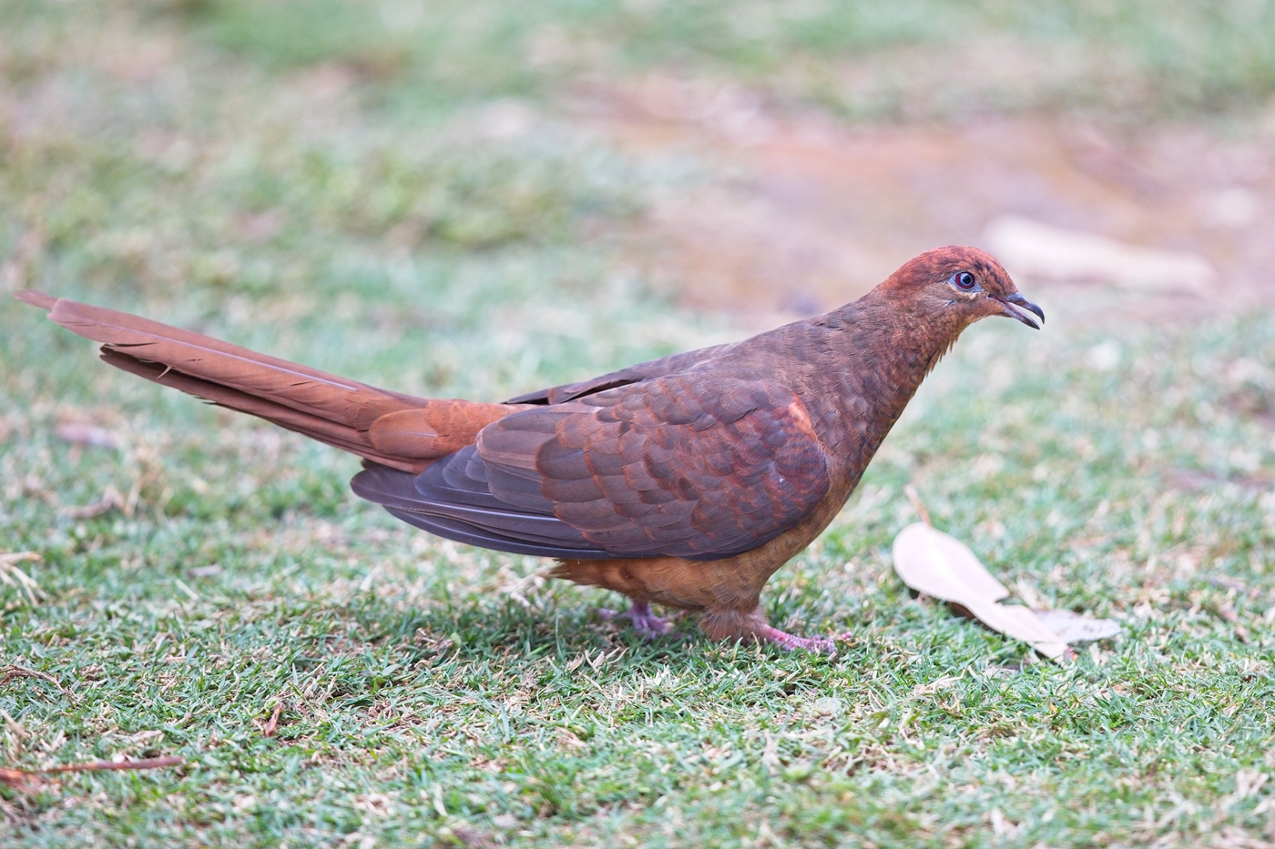 Brown Cuckoo-Dove (Image ID 35152)
