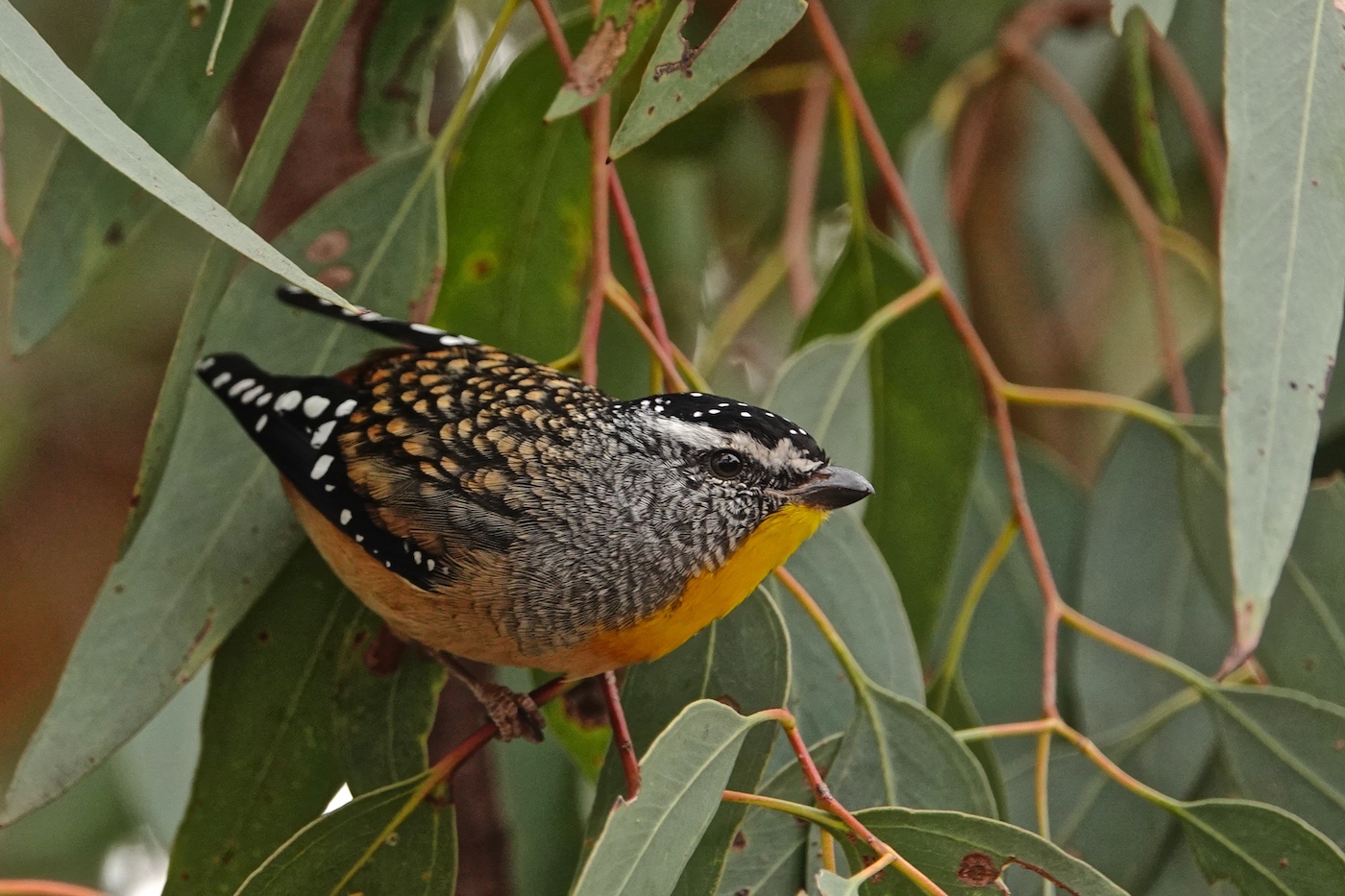 Spotted Pardalote (Image ID 35512)