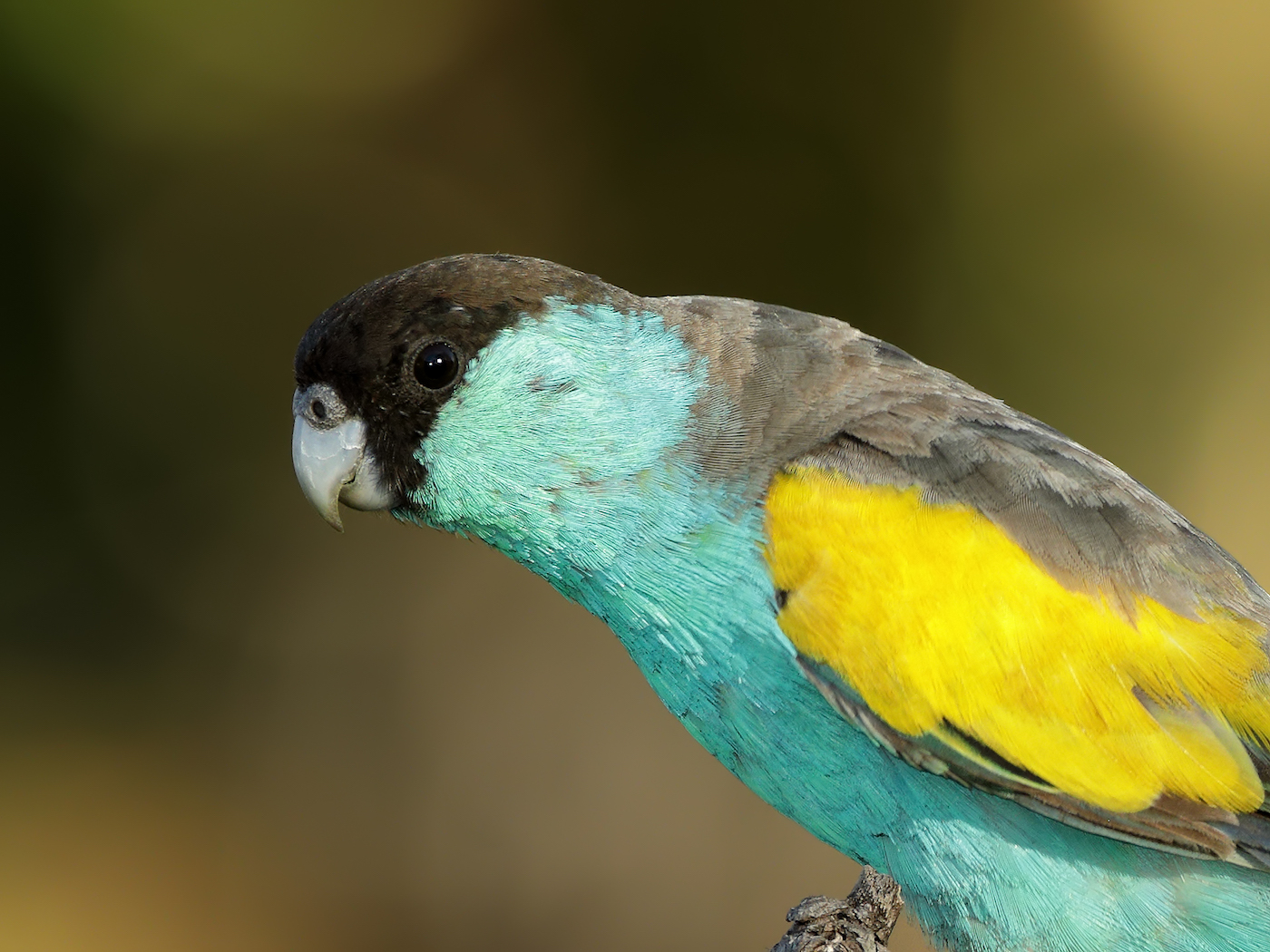 Hooded Parrot (Image ID 35456)