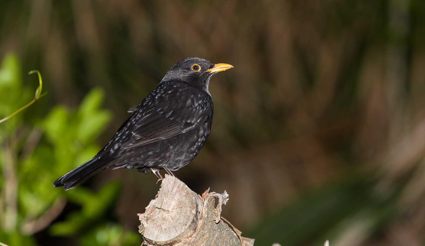 Common Blackbird (Image ID 35526)
