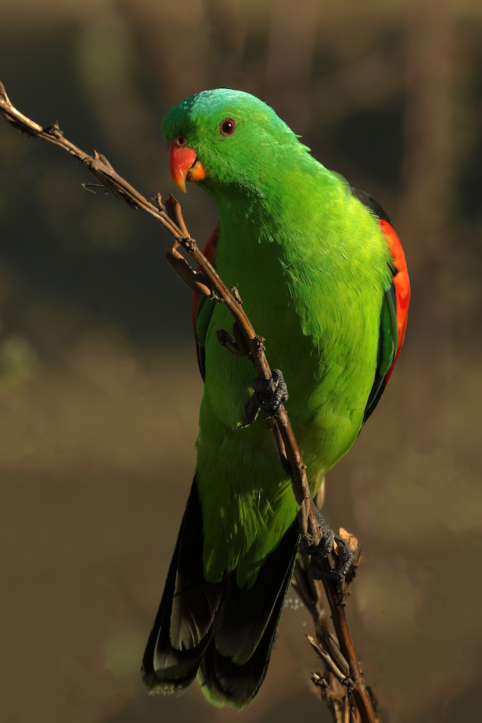 Red-winged Parrot (Image ID 35422)