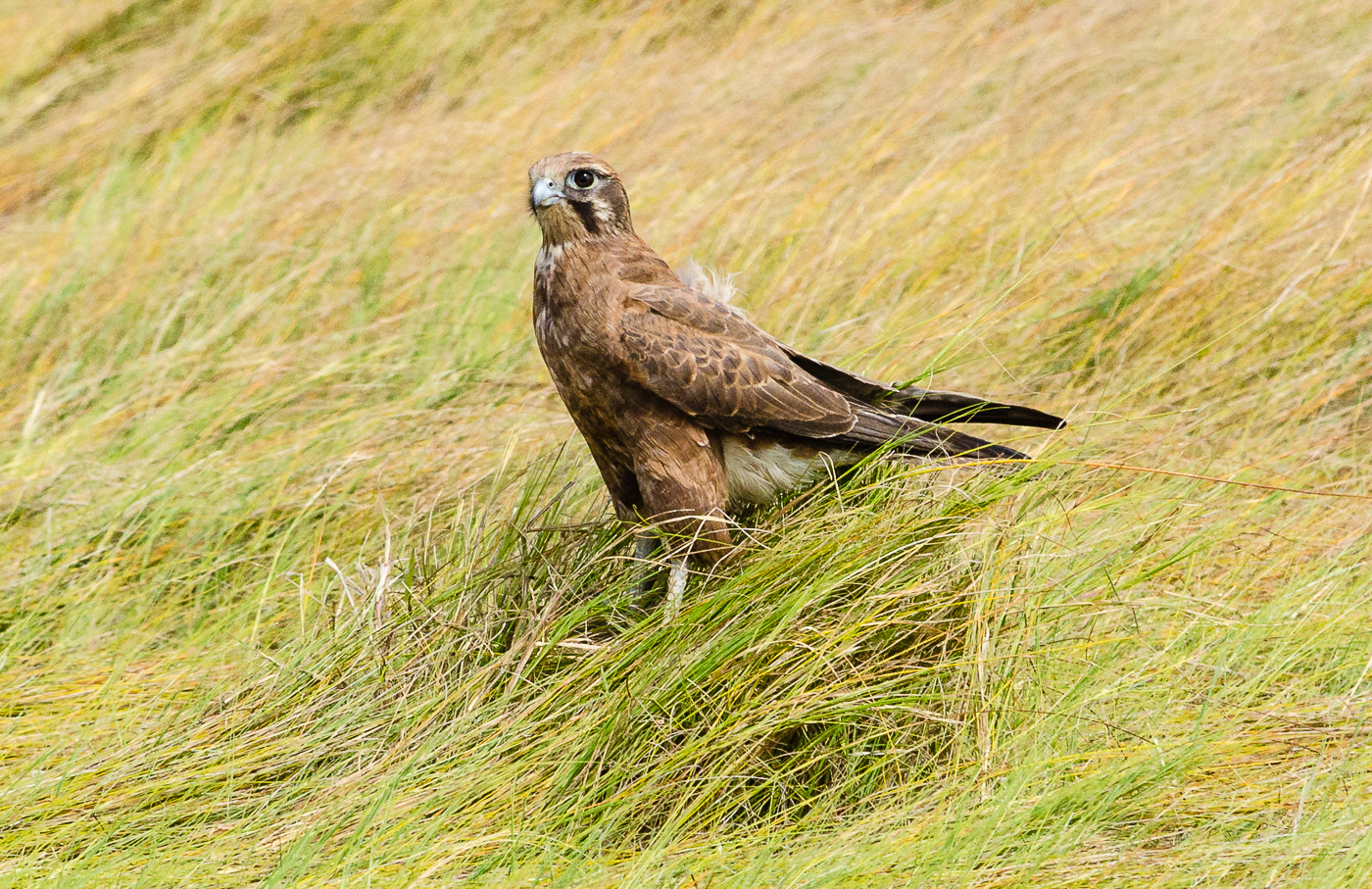 Brown Falcon (Image ID 35100)