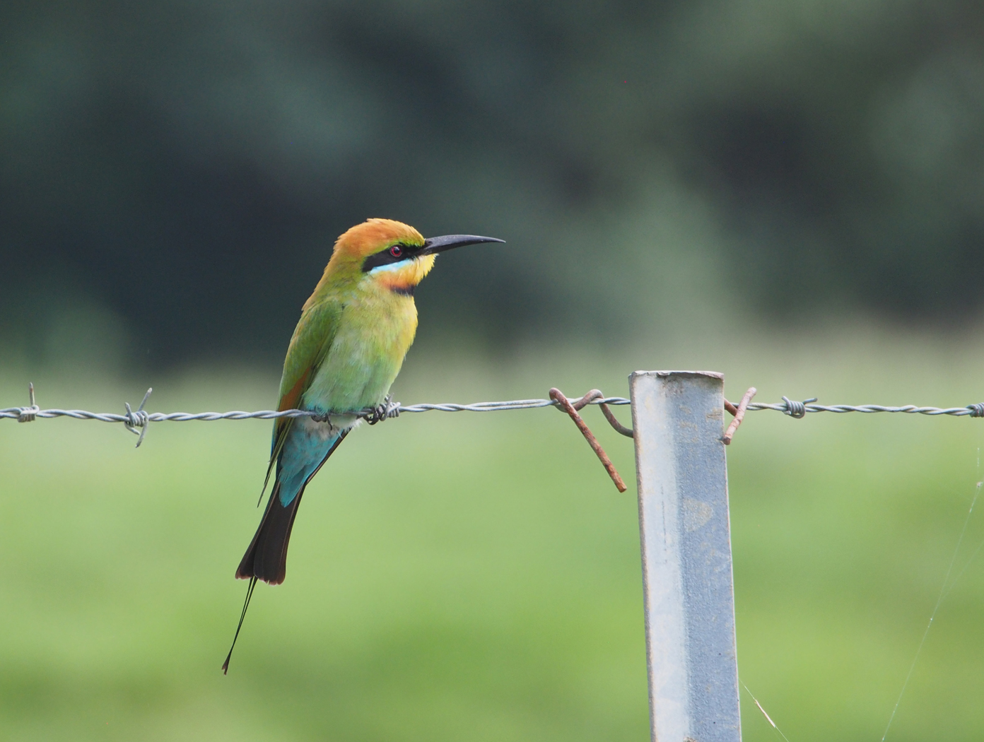 Rainbow Bee-eater (Image ID 35403)