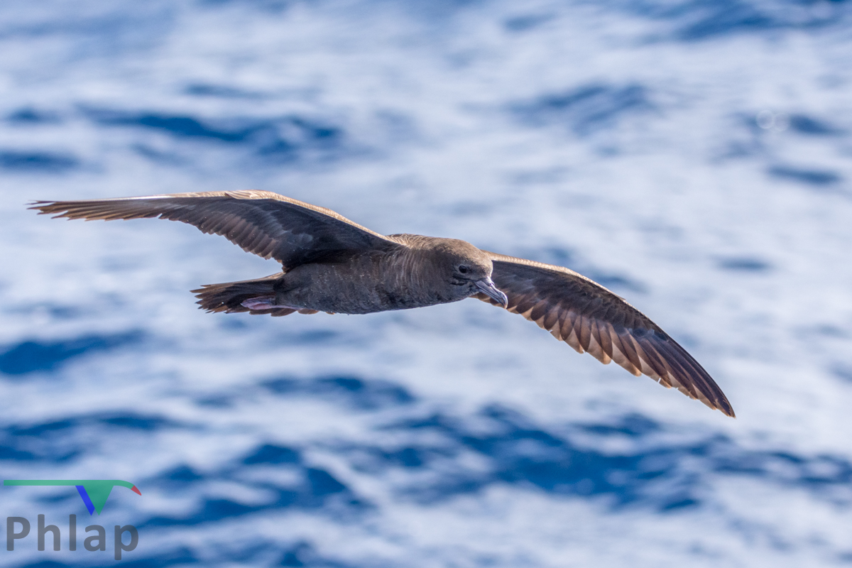 Wedge-tailed Shearwater (Image ID 35372)