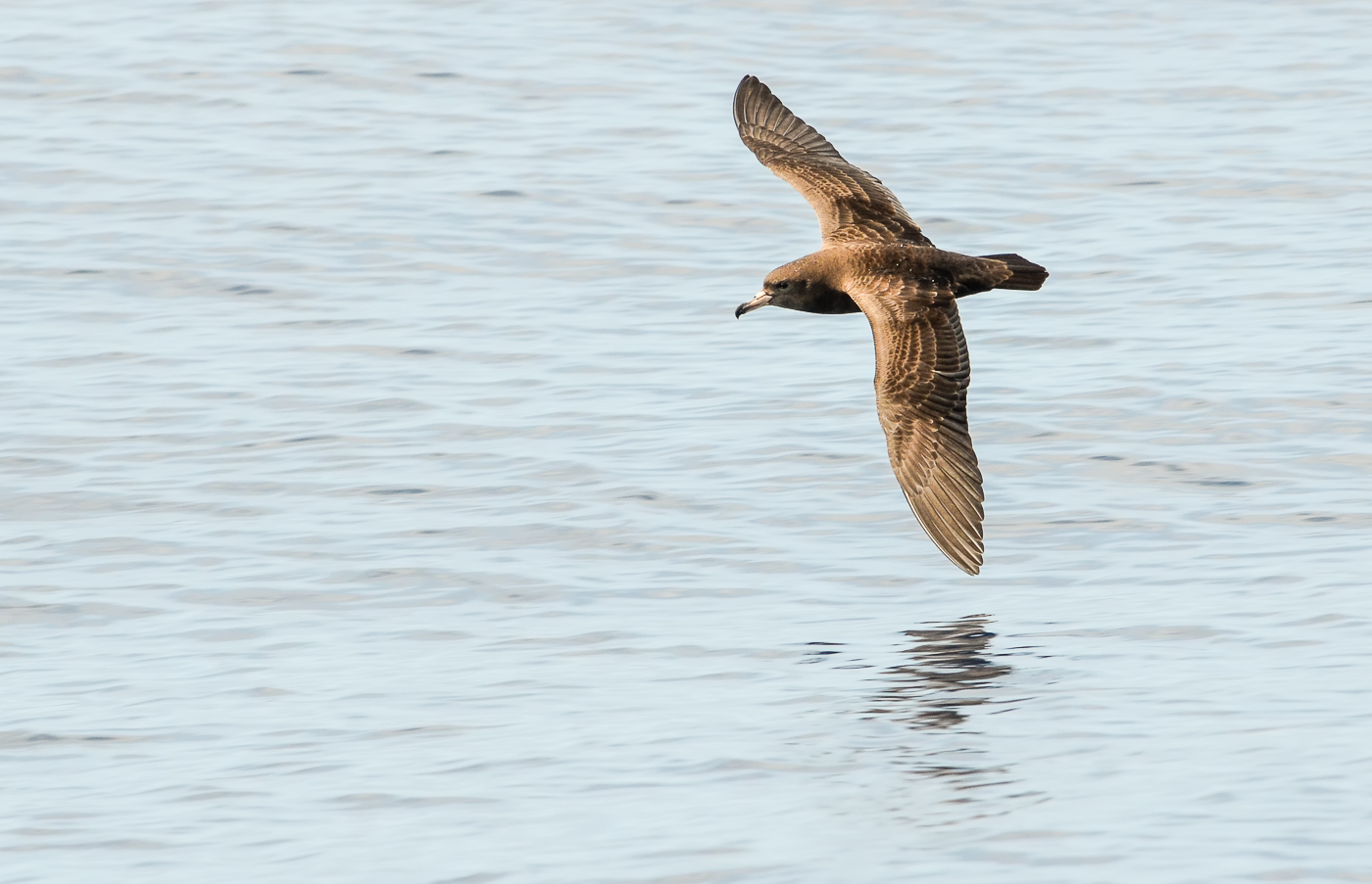 Flesh-footed Shearwater (Image ID 35129)