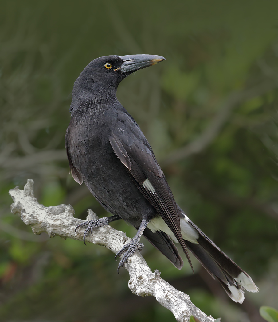 Pied Currawong (Image ID 35137)