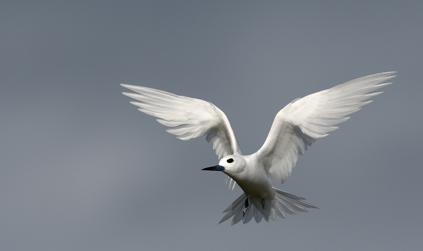White Tern (Image ID 35398)