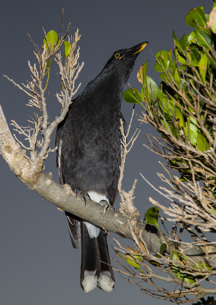 Pied Currawong (Image ID 35527)