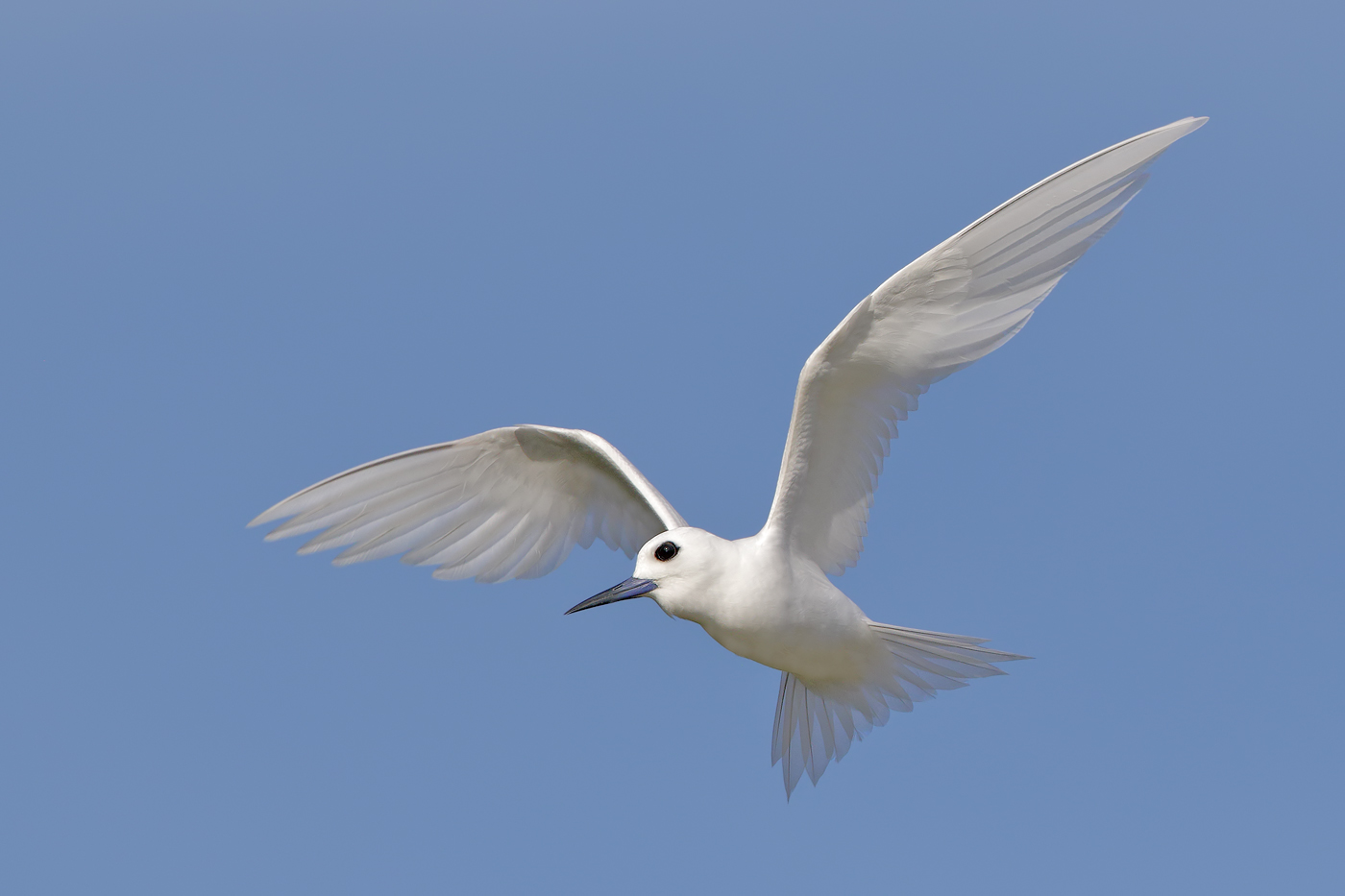 White Tern (Image ID 35225)