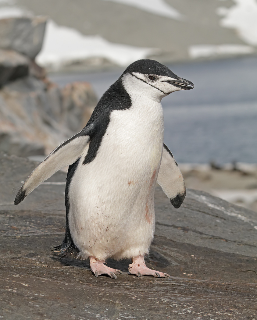 Chinstrap Penguin (Image ID 35269)