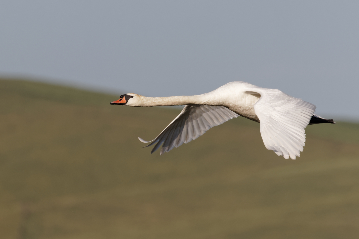 Mute Swan (Image ID 35521)