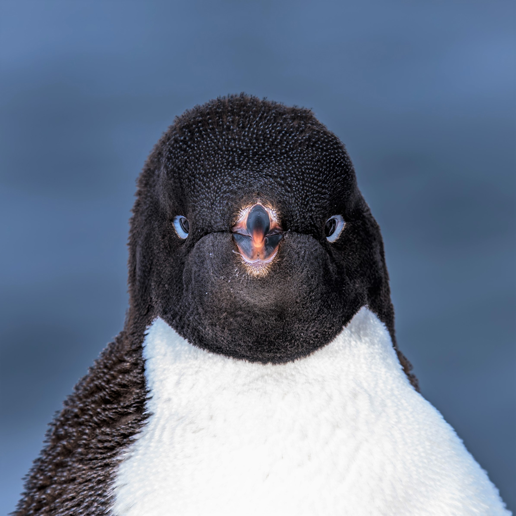 Adelie Penguin (Image ID 35145)