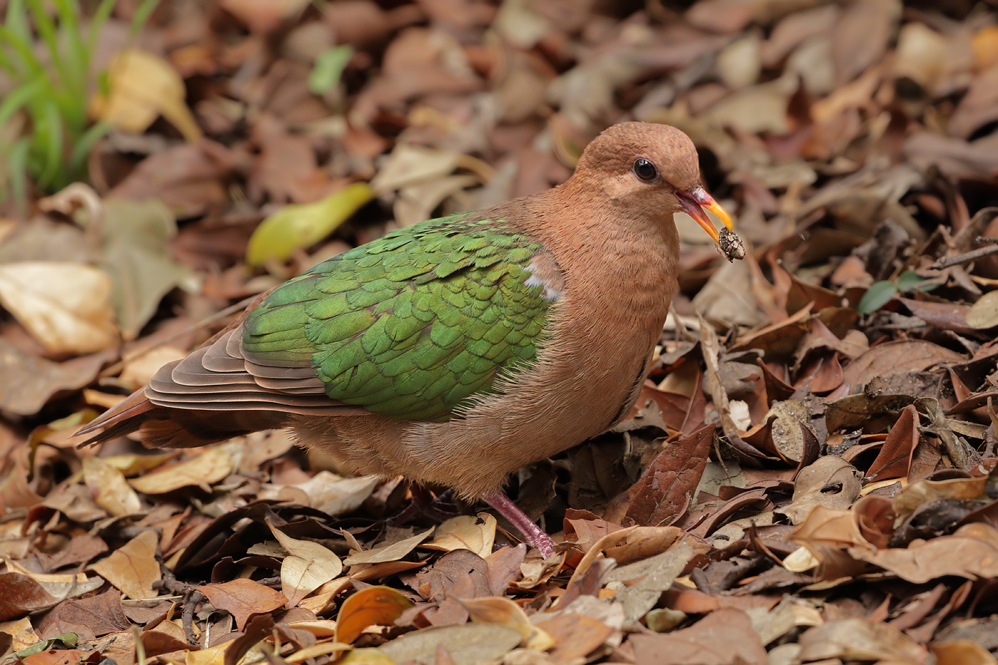 Brown-capped Emerald-Dove (Image ID 35313)
