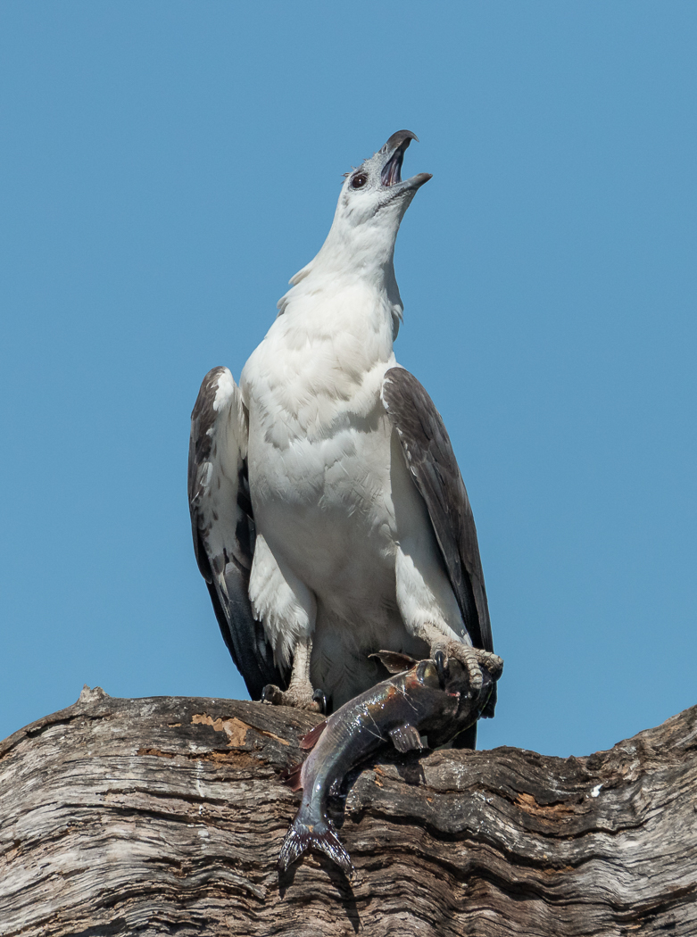 White-bellied Sea-Eagle (Image ID 35519)