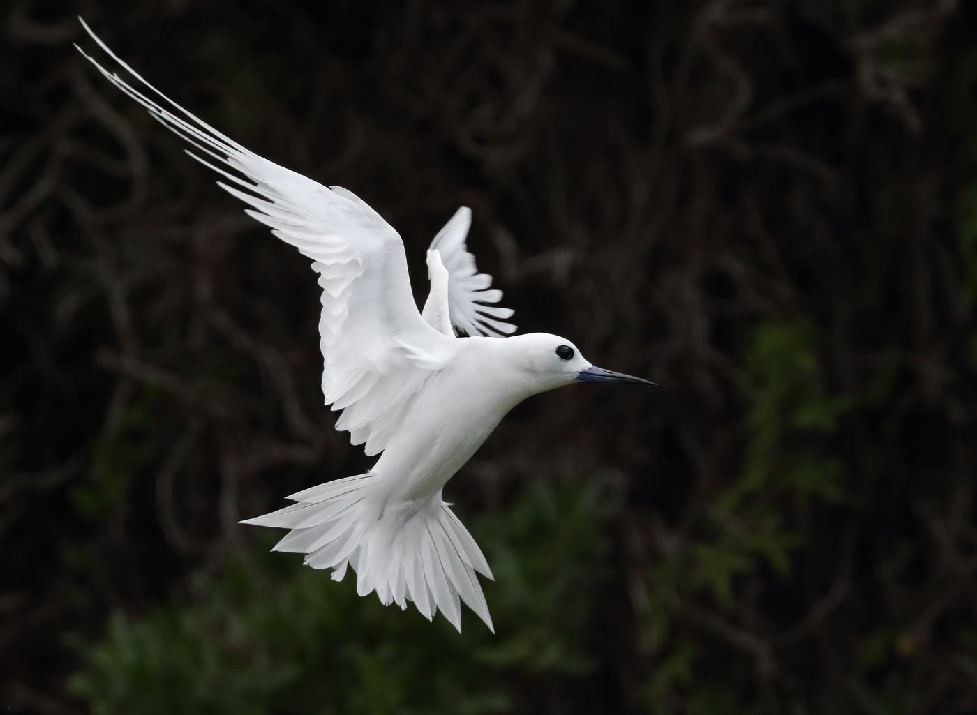 White Tern (Image ID 35135)