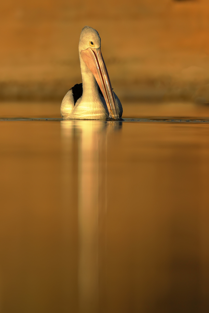 Australian Pelican (Image ID 35169)