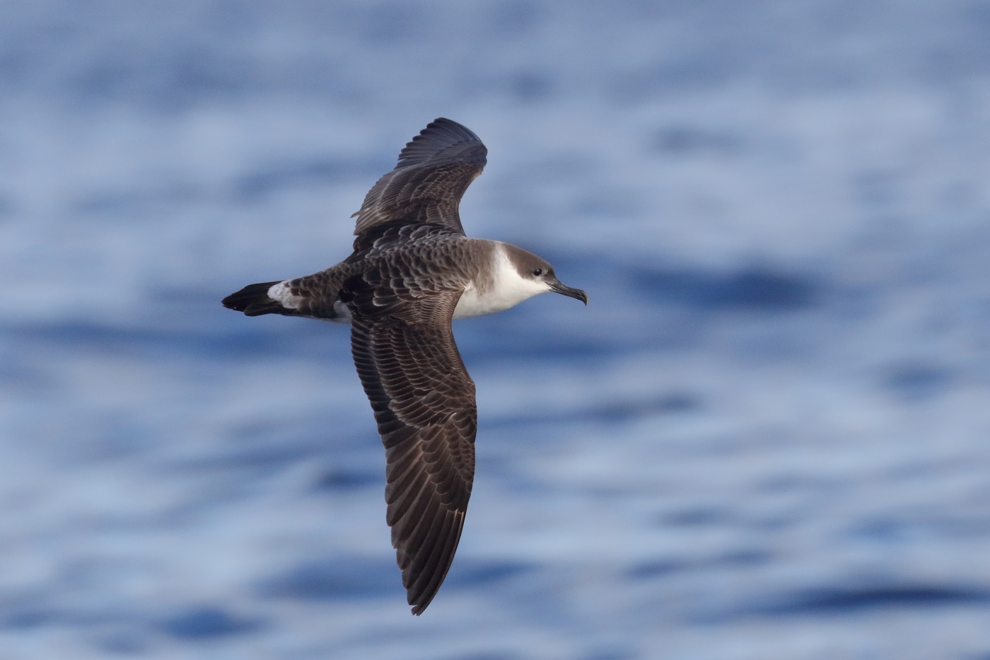 Great Shearwater (Image ID 35497)