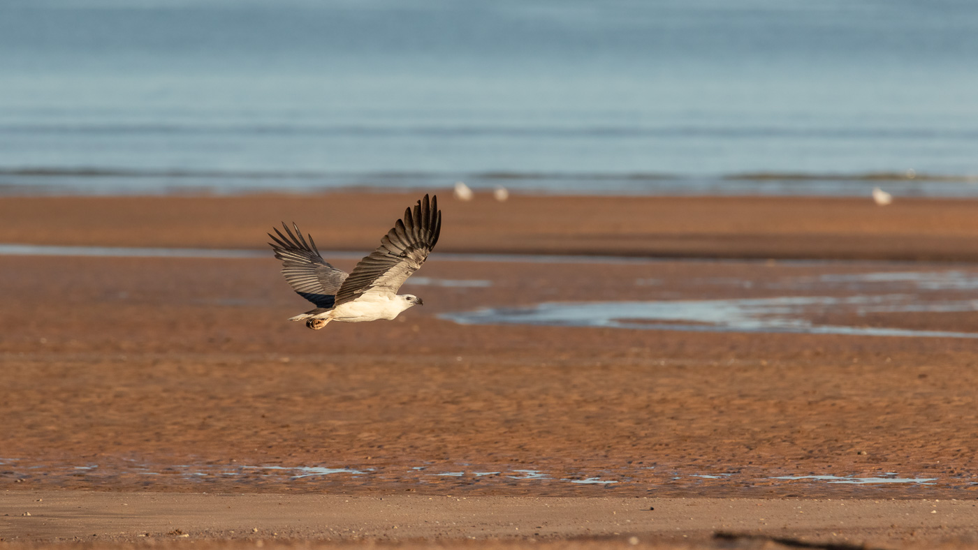 White-bellied Sea-Eagle (Image ID 35699)