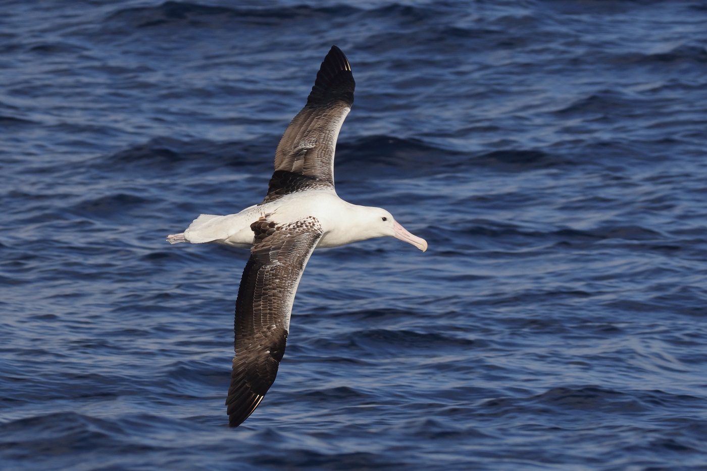 Southern Royal Albatross (Image ID 35673)