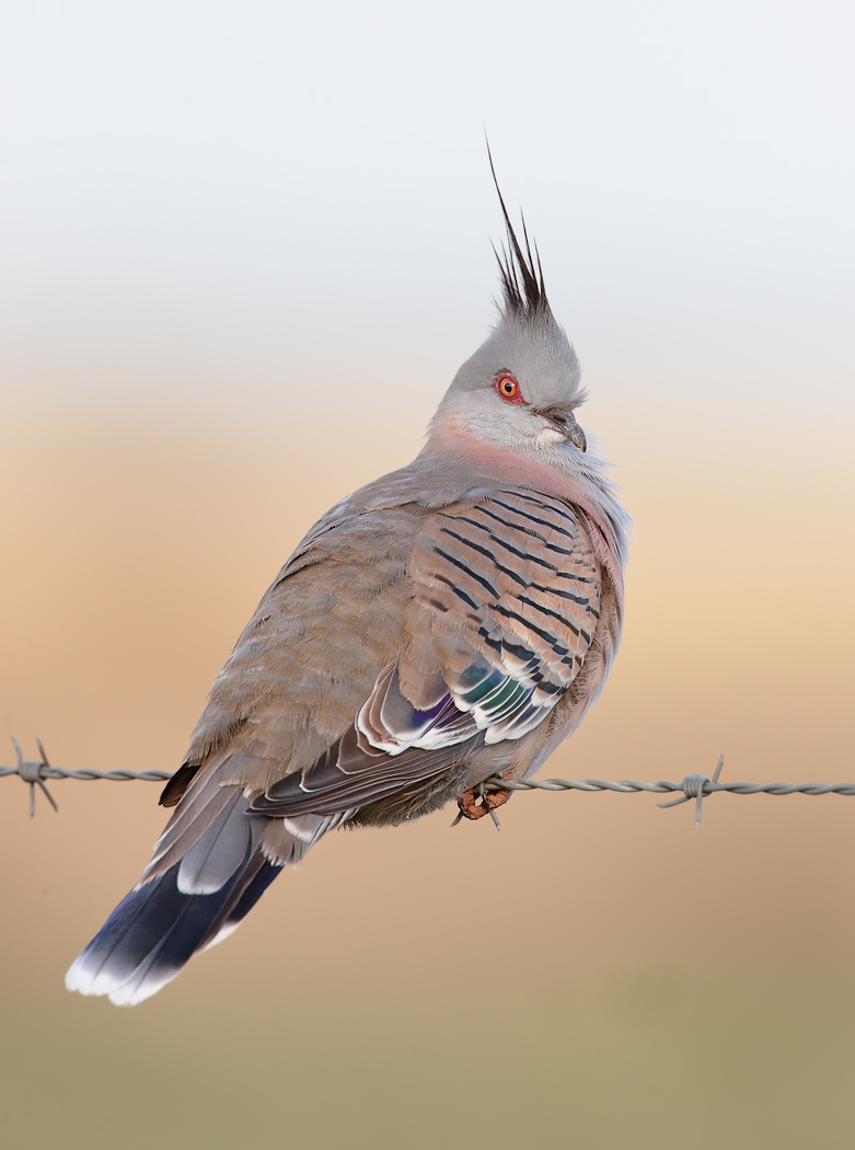 Crested Pigeon (Image ID 35607)