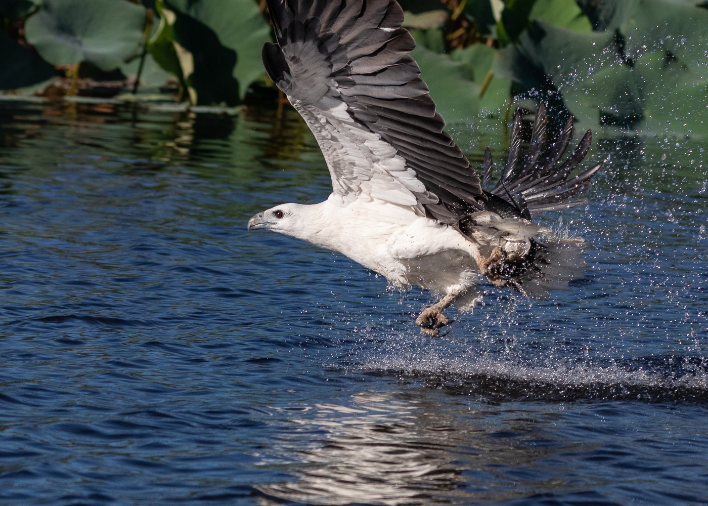 White-bellied Sea-Eagle (Image ID 35589)