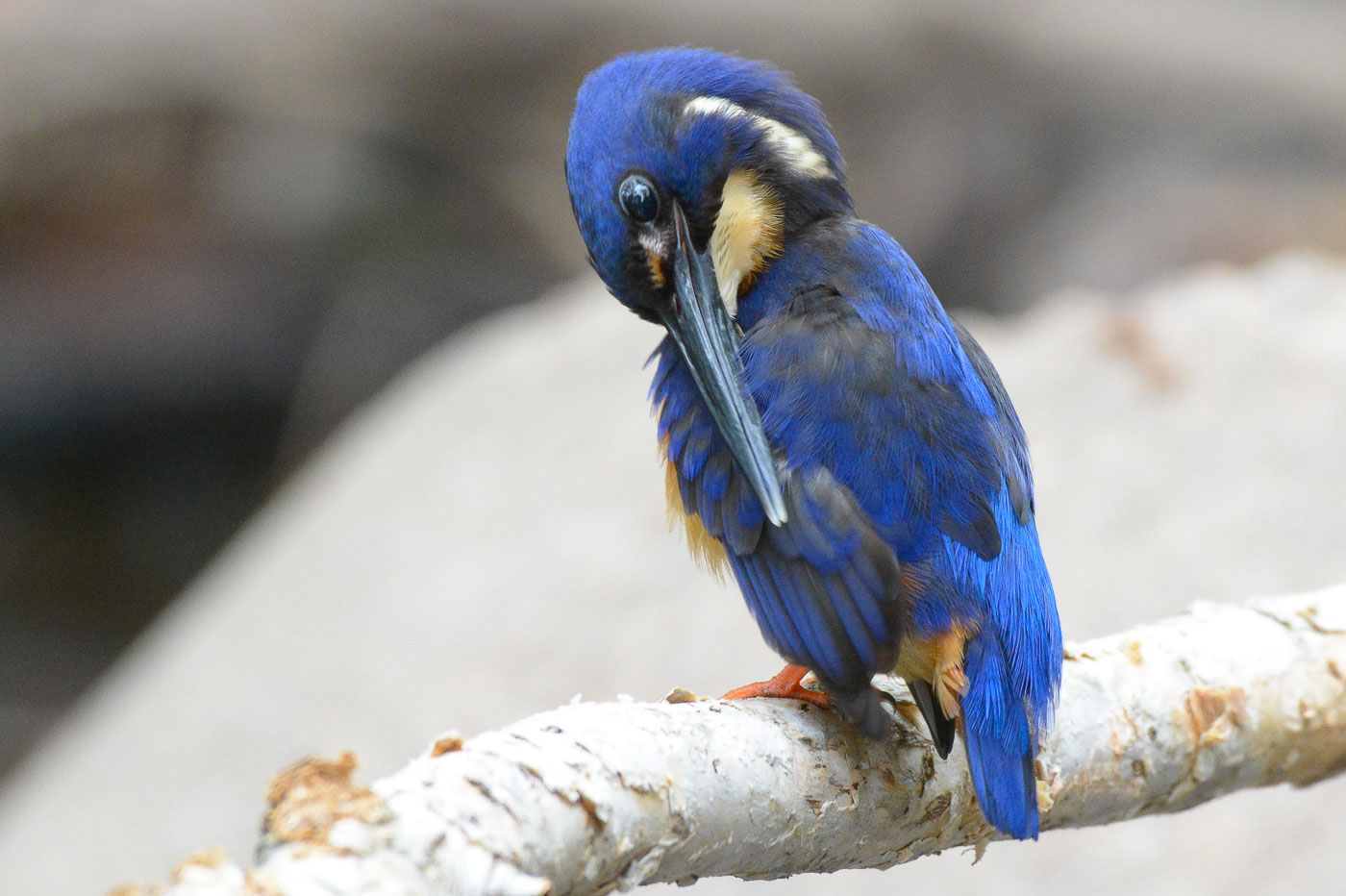 Azure Kingfisher (Image ID 35636)