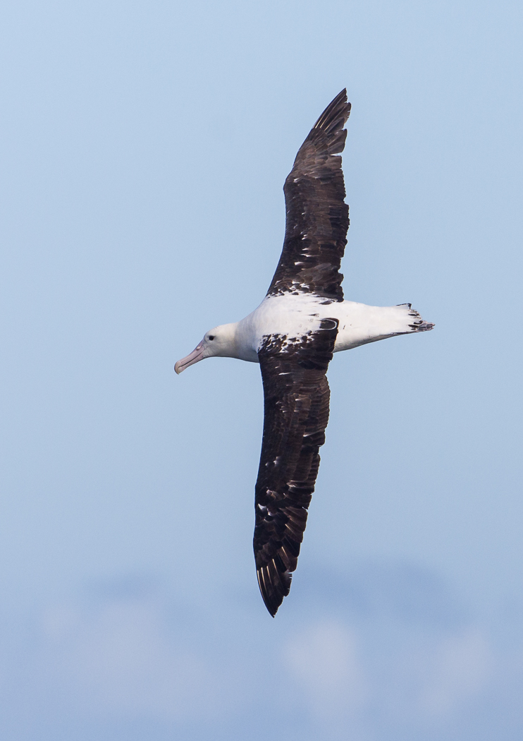 Northern Royal Albatross (Image ID 35892)
