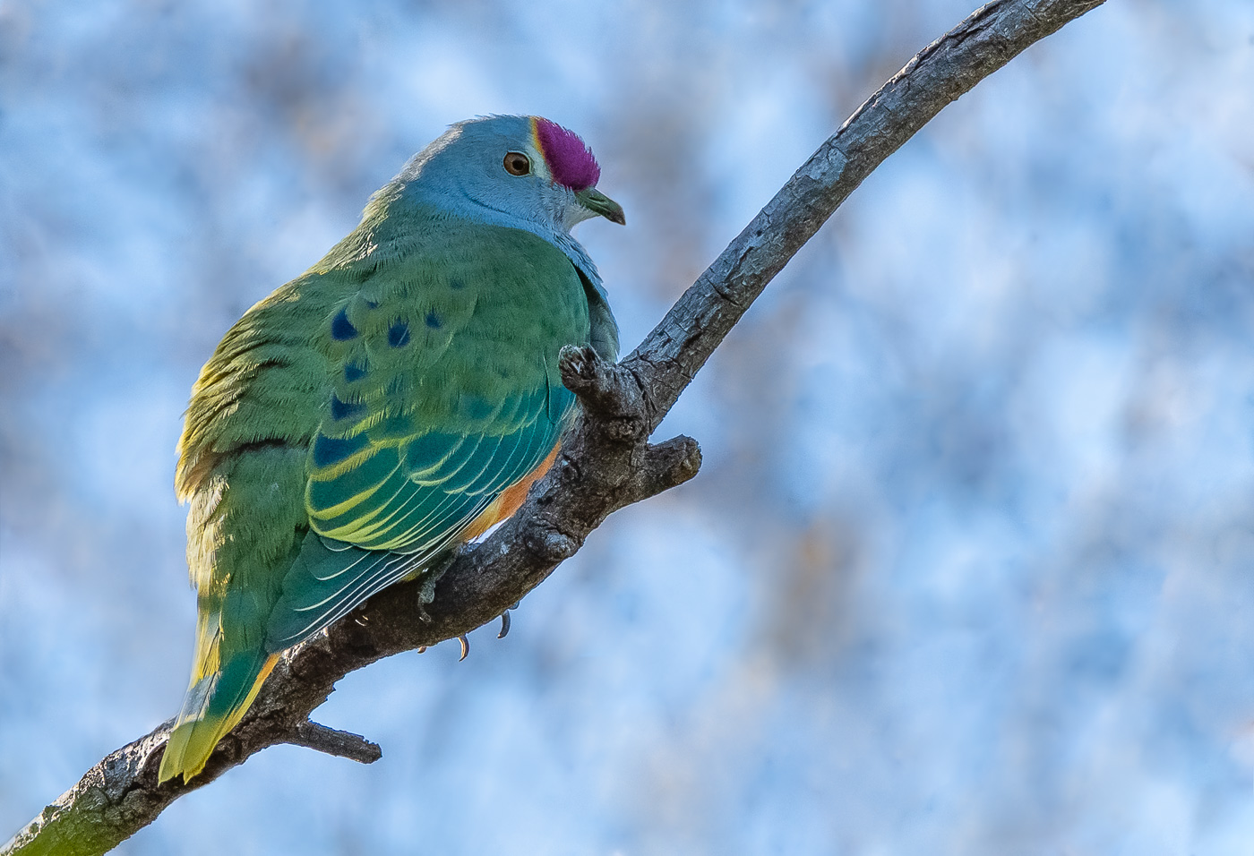 Rose-crowned Fruit-Dove (Image ID 35863)