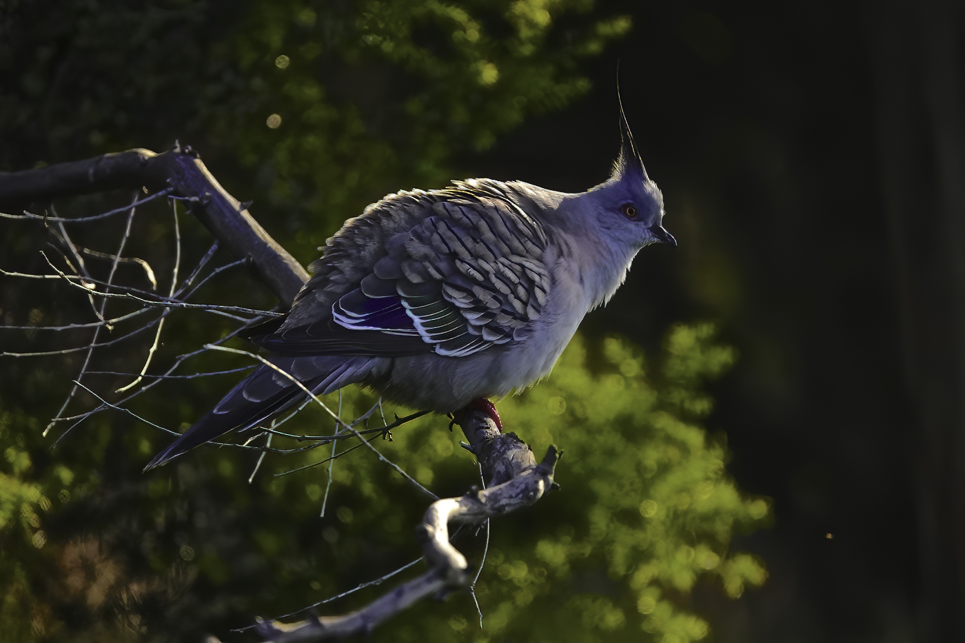 Crested Pigeon (Image ID 35916)