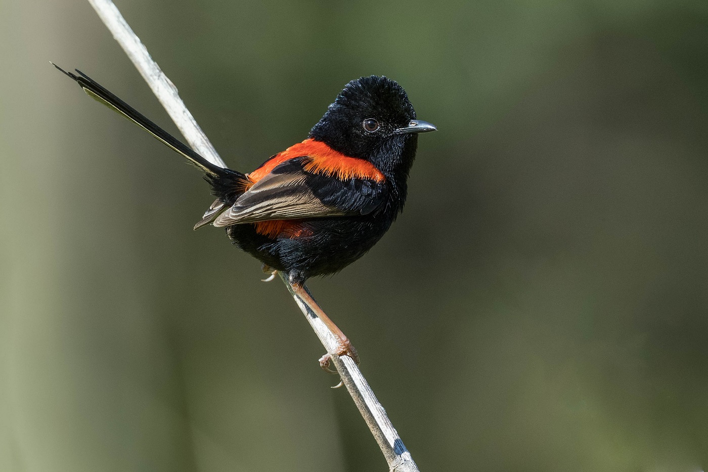 Red-backed Fairy-wren (Image ID 35685)