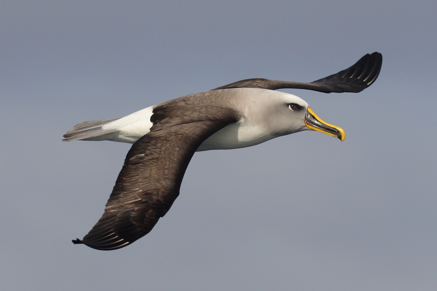 Buller's Albatross (Image ID 35644)