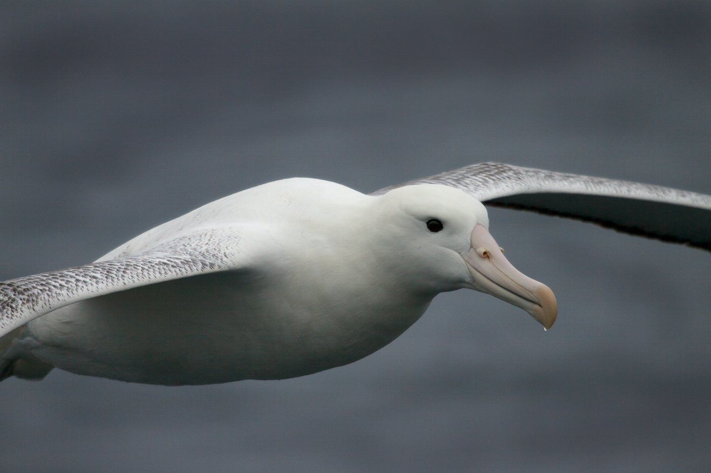 Southern Royal Albatross (Image ID 35631)
