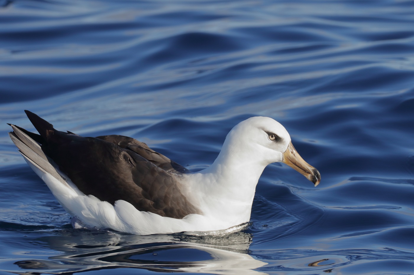 Campbell Albatross (Image ID 35729)