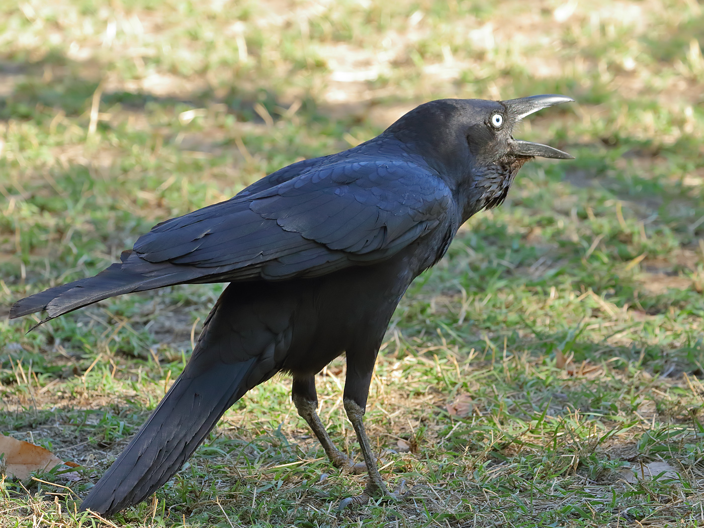Torresian Crow (Image ID 35576)