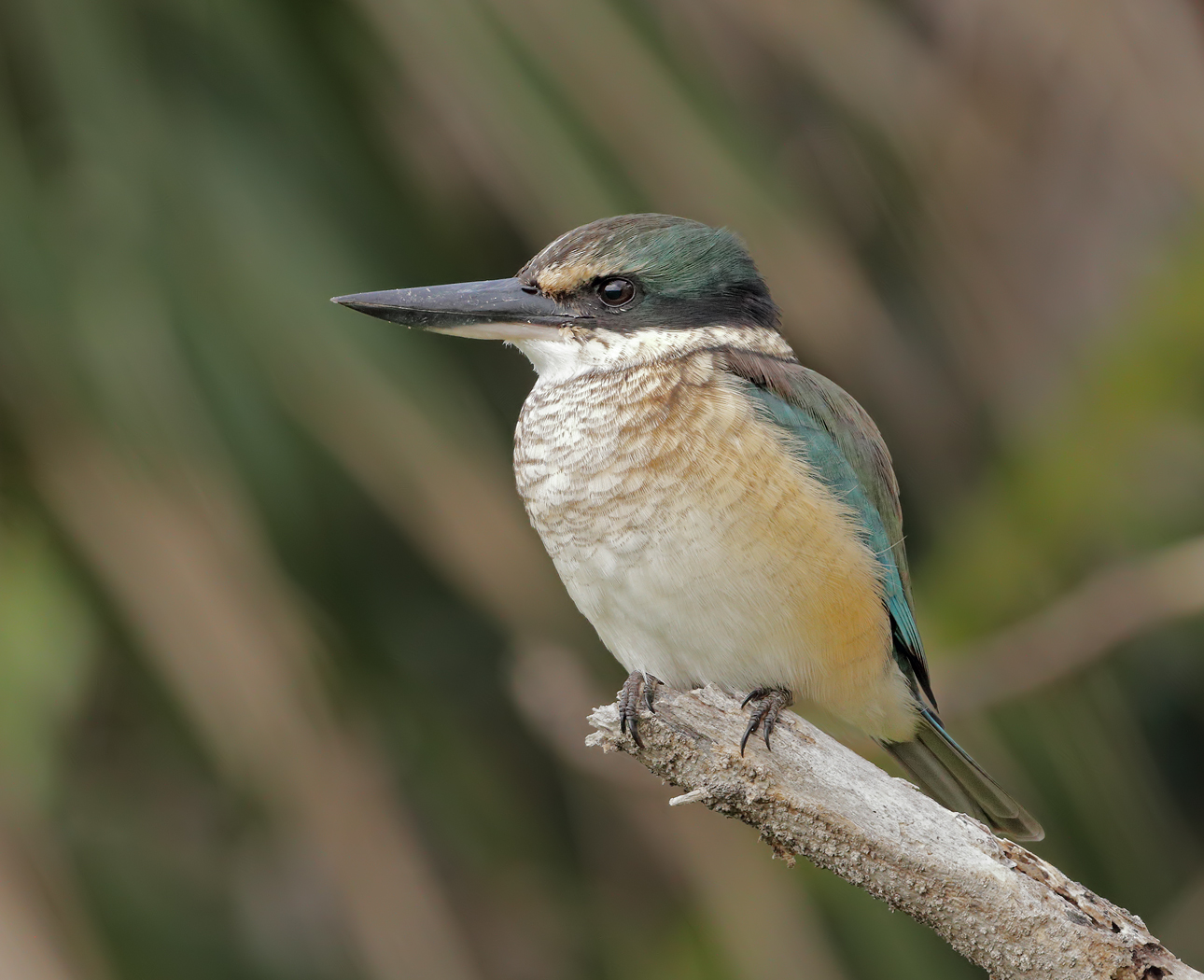 Sacred Kingfisher (Image ID 35797)