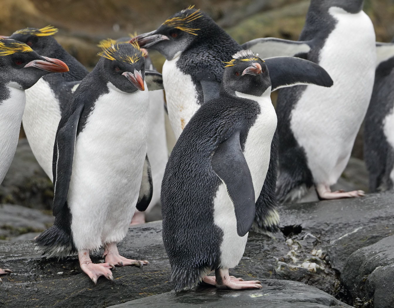 Macaroni Penguin (Image ID 35727)