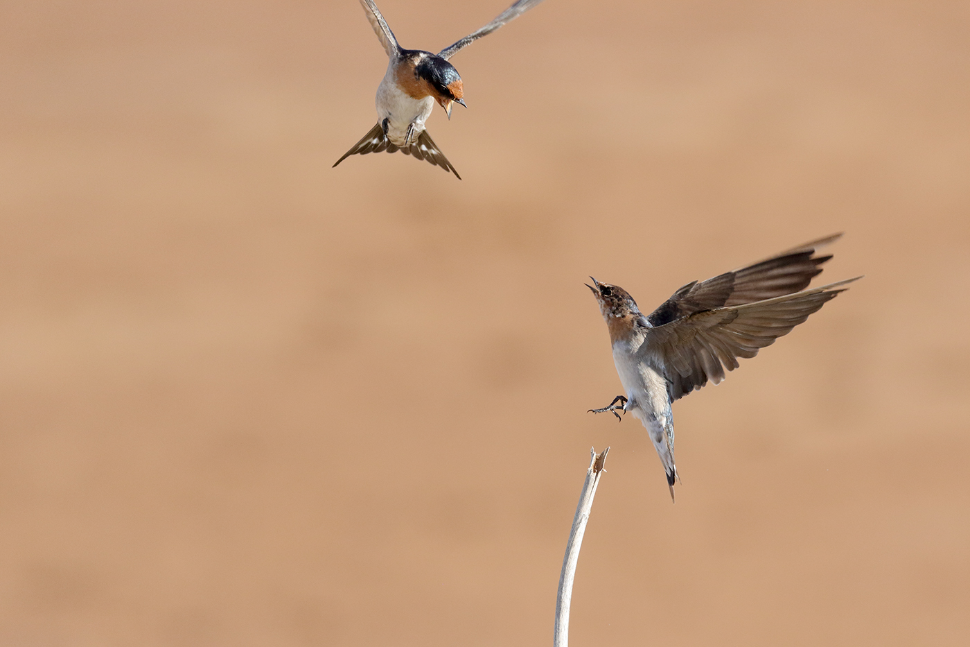 Welcome Swallow (Image ID 35752)