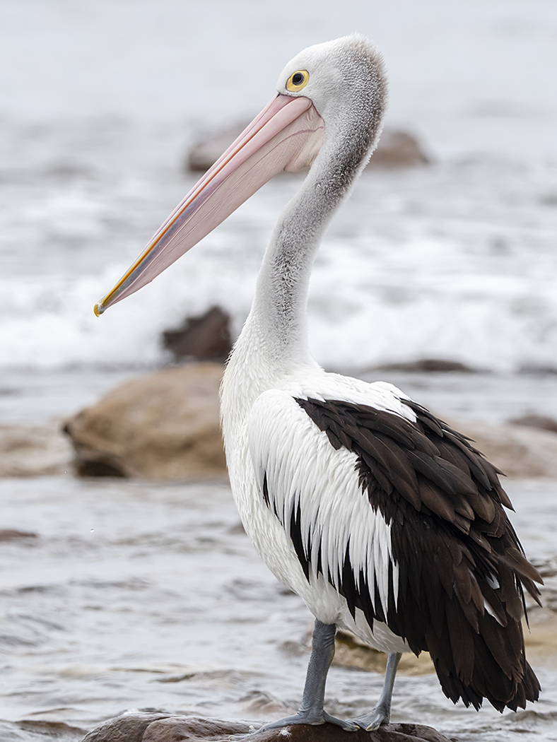 Australian Pelican (Image ID 35650)