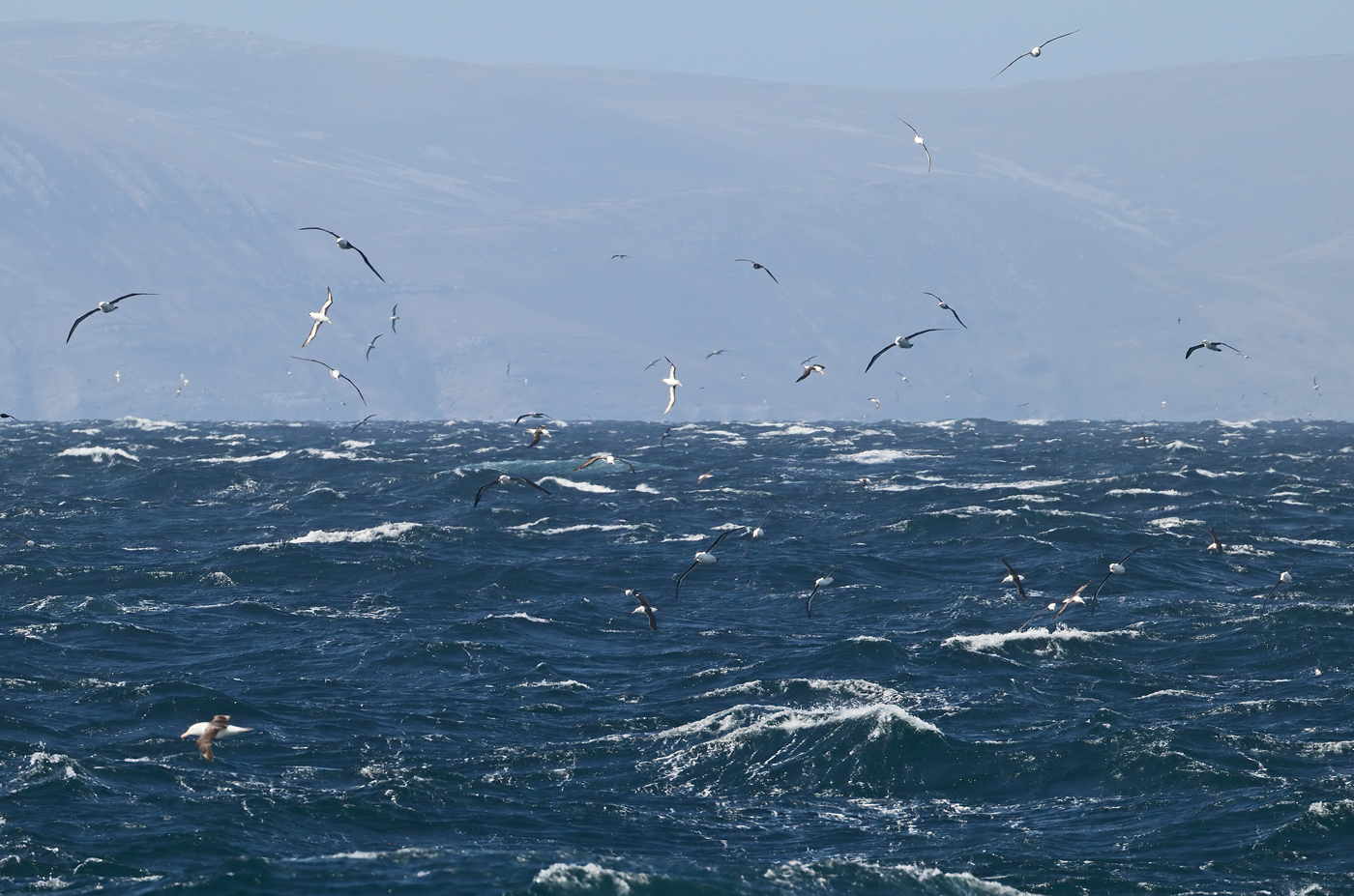 Black-browed Albatross (Image ID 35562)
