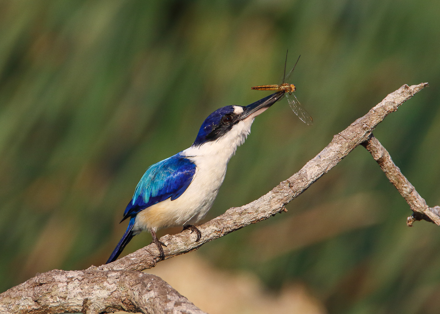 Forest Kingfisher (Image ID 35555)