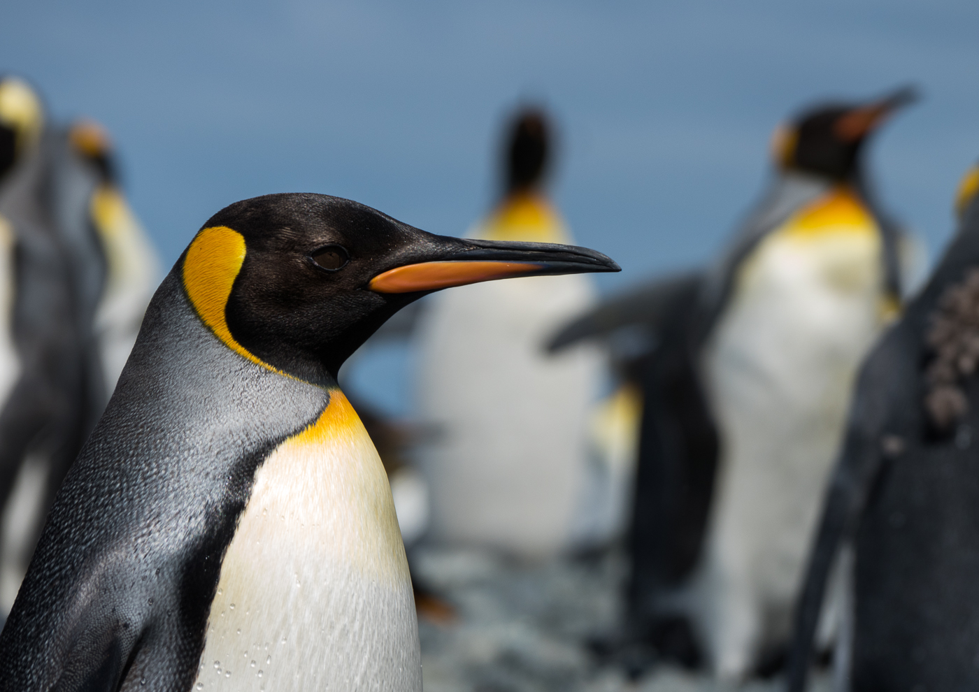 King Penguin (Image ID 35628)