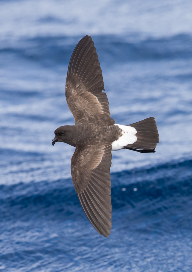 White-bellied Storm-Petrel (Image ID 35901)