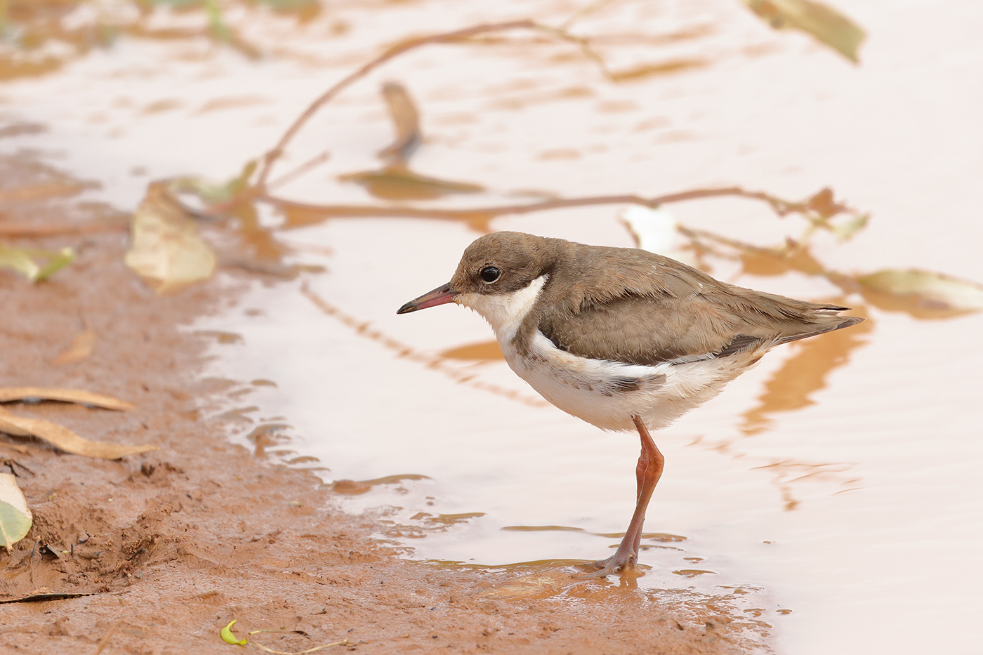 Red-kneed Dotterel (Image ID 35820)