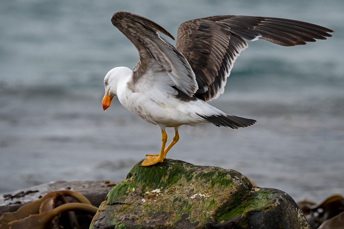 Pacific Gull (Image ID 35677)