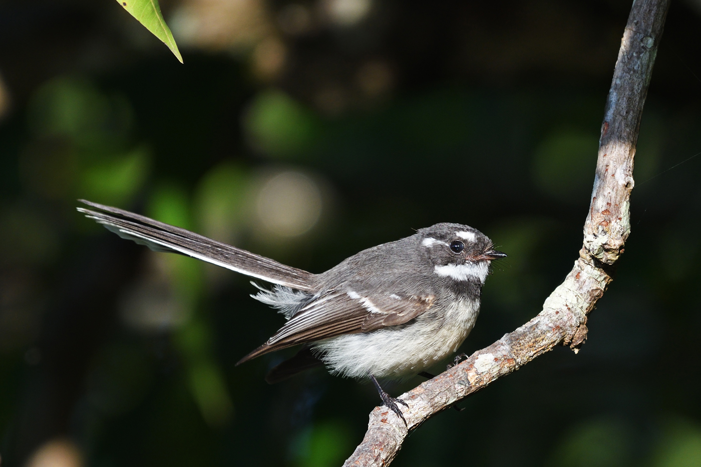 Grey Fantail (Image ID 35834)